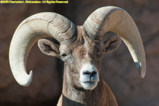 desert bighorn sheep ram